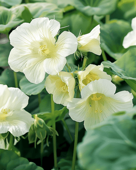 Semillas de capuchina Milkmaid Tropaeolum majus, flor trepadora anual