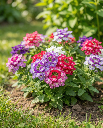Colours Compact (Verbena hybrida) – sementes de mix anual da SeedsChoice