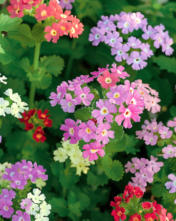 Sementes Colours Compact (Verbena hybrida) – mix anual