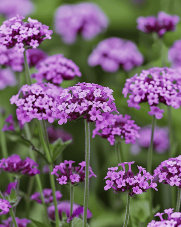 Sementes de verbena Vanity (Verbena bonariensis) – flor anual