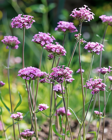 Semillas de verbena de Buenos Aires (Verbena bonariensis) – flor anual