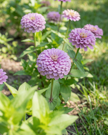 Lavendel (Zinnia elegans) – sementes anuais da SeedsChoice