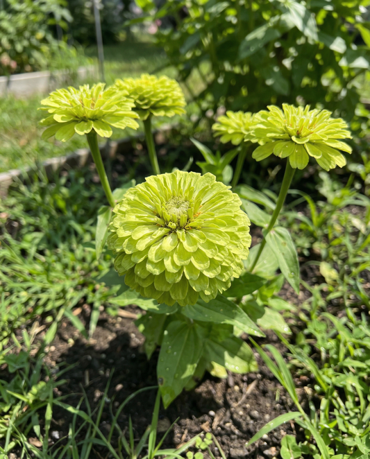 Envy (Zinnia elegans) – sementes anuais da SeedsChoice