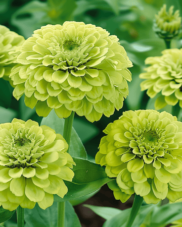 Sementes Envy (Zinnia elegans) – anual