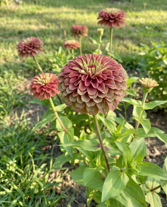 Queeny Red Lime (Zinnia elegans) – sementes anuais da SeedsChoice