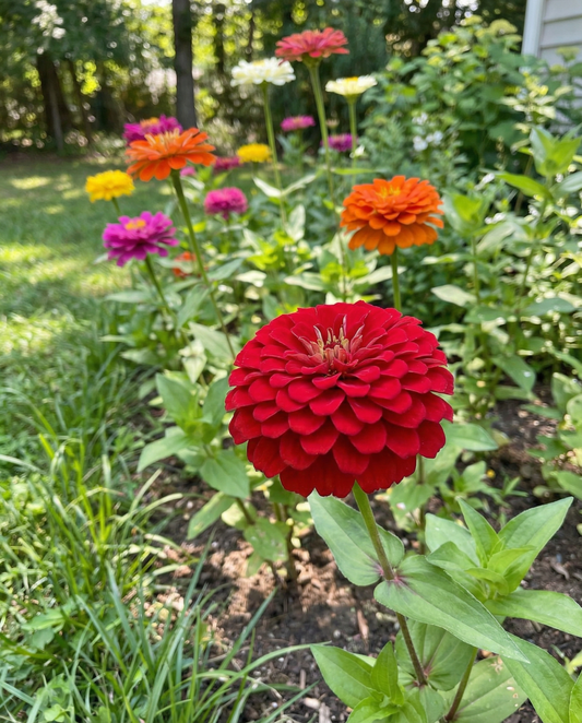 Dahlia Flowered Mix (Zinnia elegans) – sementes de flor anual da SeedsChoice