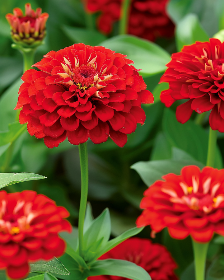 Sementes de Scarlet Flame (Zinnia elegans) – flor anual