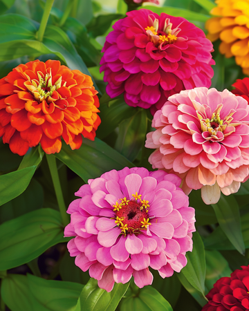 Sementes Giants Of California Mixed (Zinnia elegans) – mistura anual