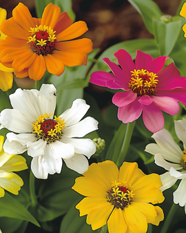 Sementes de Zinnia Star Starbright Zinnia Angustifolia Mix Anual