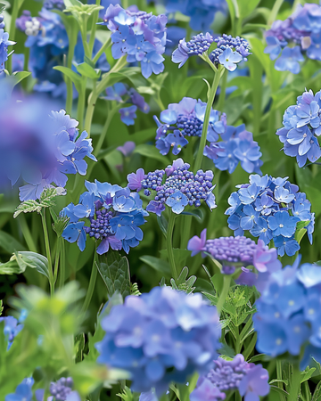 Blue Summer Mix Full Sun 20 To 80 Cm seeds – annual flower