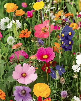 Sementes de Flores para Borboletas Mistura Anual Pleno Sol 20 80 Cm