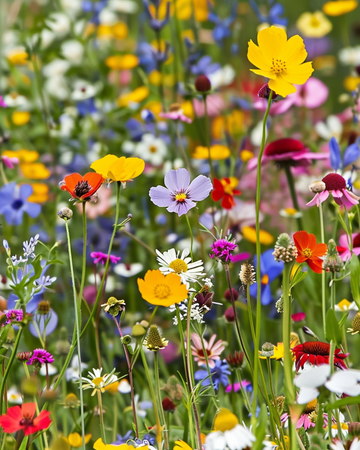 For Grass Borders Mix Altura 80 Cm sementes – erva anual