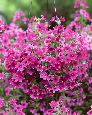 Sementes de Silene Sibella Carmine (Silene pendula) – anual