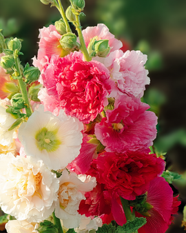 Semillas de malvarrosa Chater Double Mixed Alcea Rosea bienal
