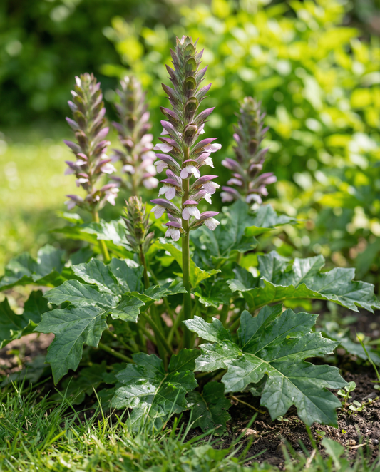 Semillas de acanto (Acanthus mollis) – semillas de flor perenne de SeedsChoice