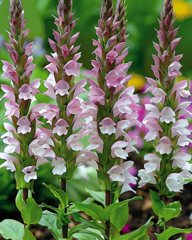 Sementes de acanto Acanthus mollis flor perene