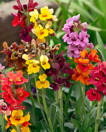 Sementes de goiveiro Fair Lady (Erysimum cheiri) – flor bienal