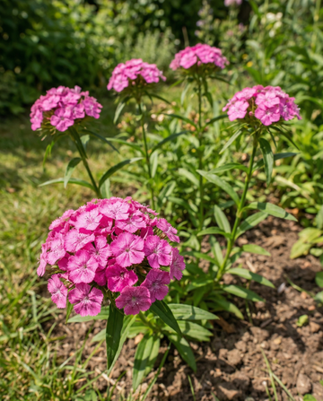 Sweet William Pink Beauty (Dianthus barbatus) – sementes de flores bienais da SeedsChoice