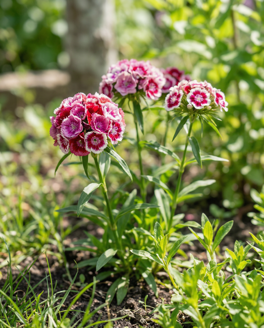 Sweet William Mixed Double Flowering (Dianthus barbatus) – sementes de flores bienais da SeedsChoice