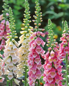 Sementes de Flores Bienais em Cores Mistas — Flores Ornamentais Bienais