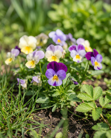 Bambini Mixed (Viola cornuta) – sementes de flor bienal da SeedsChoice