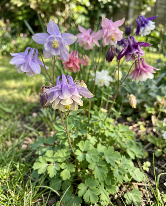 Aquilégia Mrs Scott Elliott (Aquilegia vulgaris) – sementes perenes da SeedsChoice