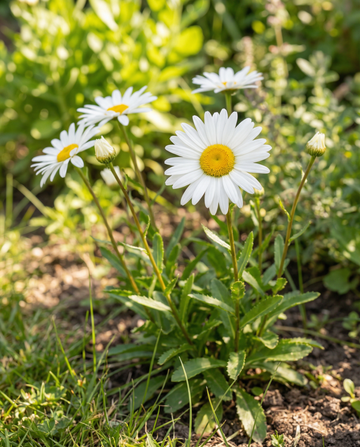 Margarida Shasta May Queen (Leucanthemum × superbum) – sementes perenes da SeedsChoice