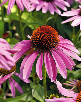 Sementes de Equinácea Echinacea Purpurea Flor Perene