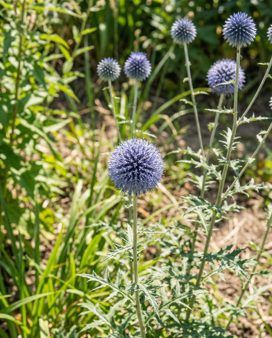 Globe Thistle Blue (Echinops ritro) – sementes perenes da SeedsChoice