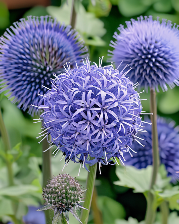 Sementes de cardo-globo azul (Echinops ritro) – planta perene