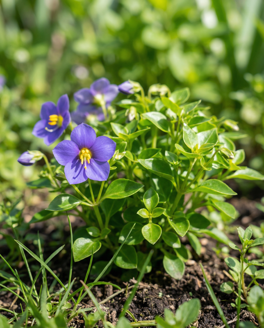 Violeta persa Midget Blue (Exacum affine) – semillas de flor anual de SeedsChoice