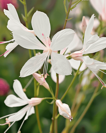Sementes Sparkle White (Gaura lindheimeri) – flor perene