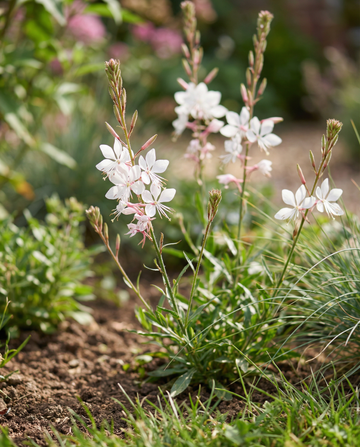 Sparkle White (Gaura lindheimeri) – sementes de flor perene da SeedsChoice