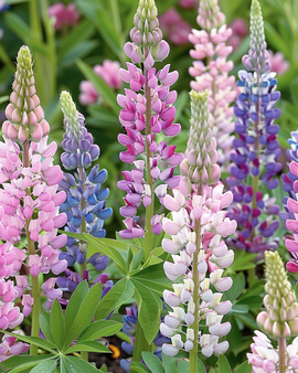 Sementes de Tremoço Russell's Hybrids Lupinus Polyphyllus Mistura Perene