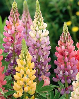 Lupine Minarette Seeds Lupinus Polyphyllus Perennial