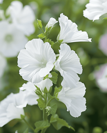 Semillas de malva almizcleña Alba White (Malva moschata) – flor perenne