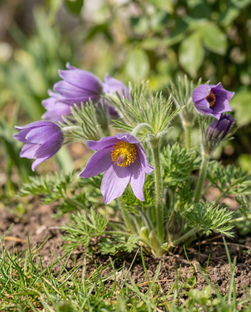 Pulsatilla vulgaris (pasque) – sementes de flor perene da SeedsChoice