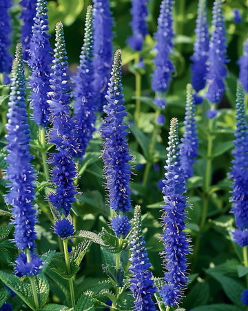 Sementes de verónica Blue Bouquet (Veronica spicata) – flor perene