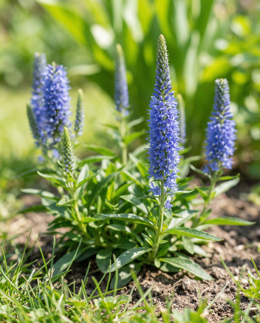 Verónica Blue Bouquet (Veronica spicata) – sementes de flor perene da SeedsChoice
