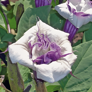 Mistura para pleno sol, 40 cm de altura – sementes de flor anual da SeedsChoice