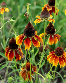 Sementes de chapéu mexicano Ratibida Columnifera flor anual