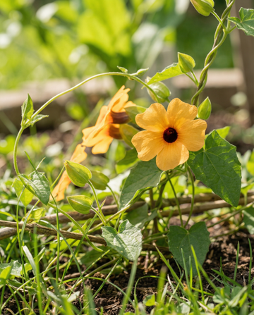 Trepadeira Olho-de-Susana (Thunbergia alata) – sementes de trepadeira anual da SeedsChoice