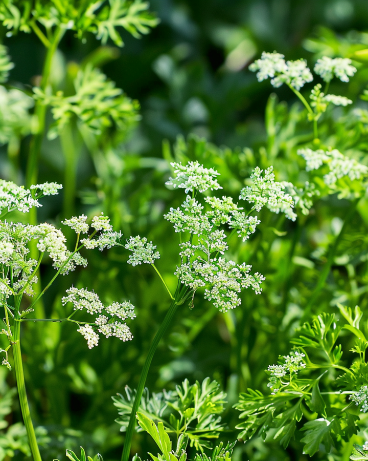 Sementes de anis (Pimpinella anisum) – erva anual