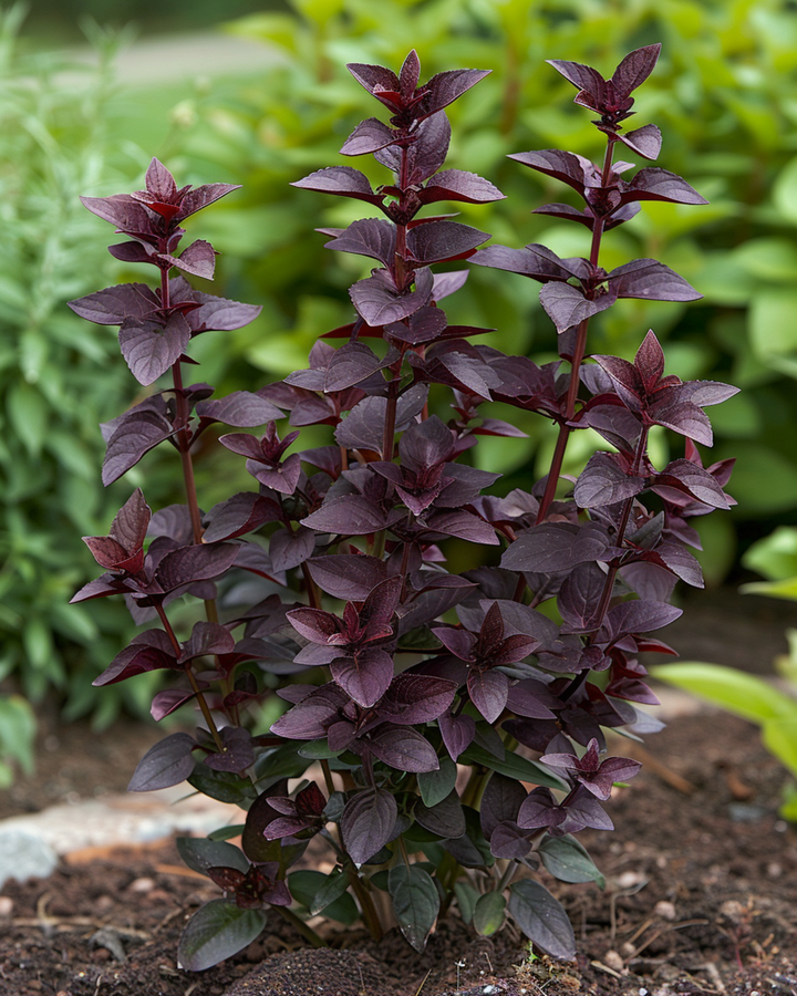 Sementes de manjericão Dark Opal (Ocimum basilicum) – erva anual
