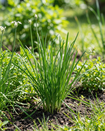 Cebollino ajo (Allium tuberosum) – semillas de hierba perenne de SeedsChoice