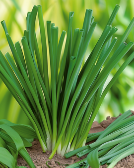 Sementes de cebolinho japonês Allium Fistulosum erva aromática perene