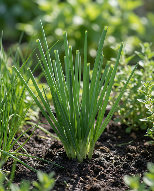 Cebolinho japonês (Allium fistulosum) – sementes de erva aromática perene da SeedsChoice