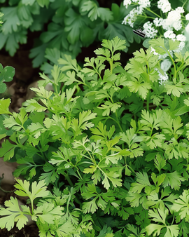 Sementes de cerefólio Anthriscus cerefolium erva aromática anual