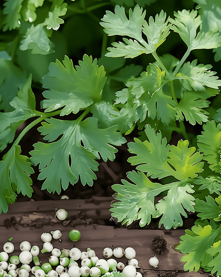 Sementes de coentro-limão (Coriandrum sativum) – erva anual