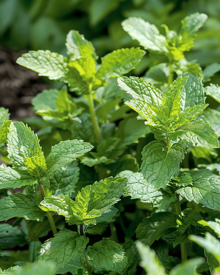 Sementes de hortelã-verde (Mentha spicata) – erva perene